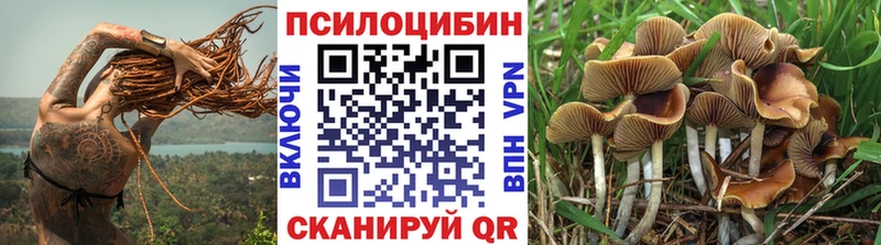 Псилоцибиновые грибы Psilocybe  Тверь 